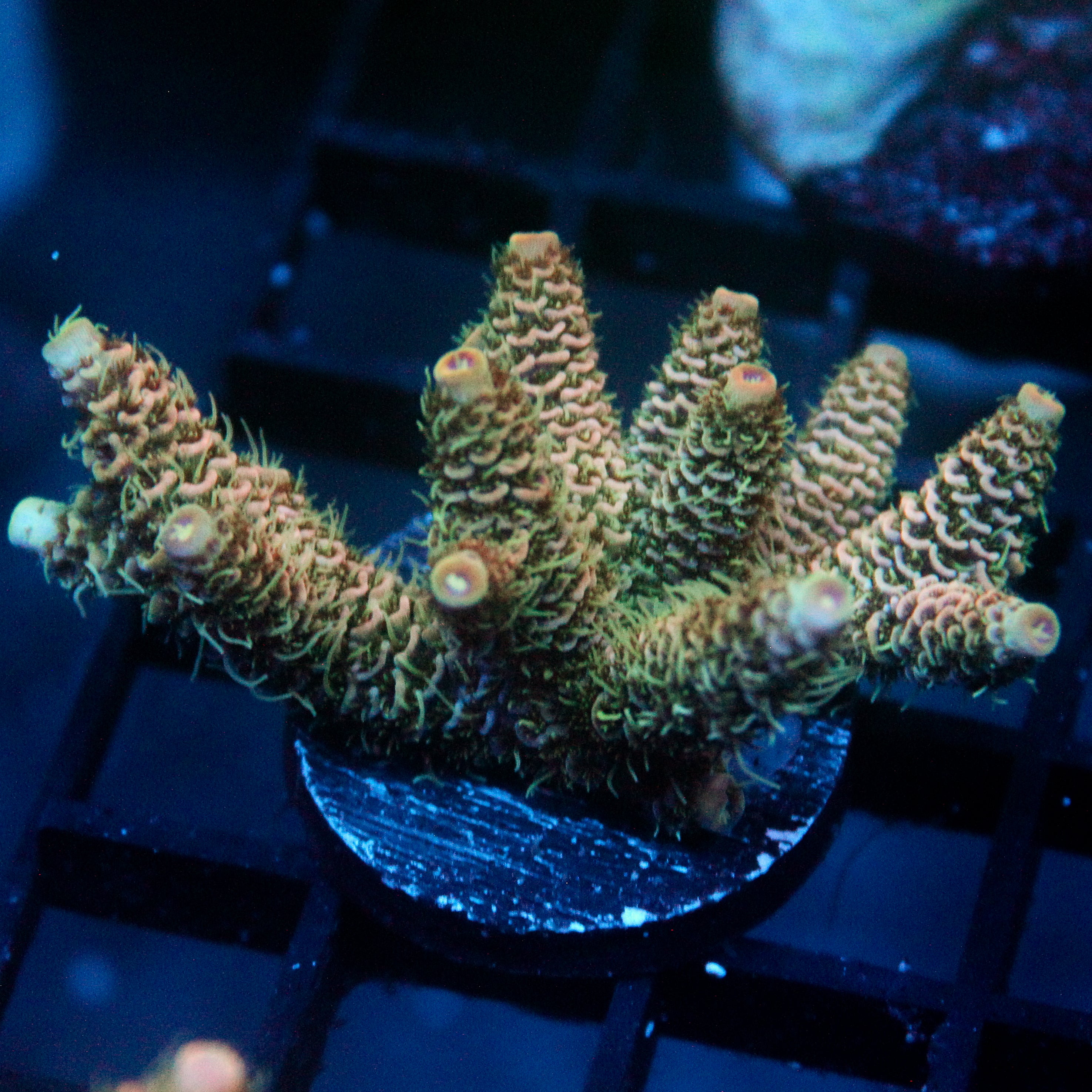 JC Antler Acro