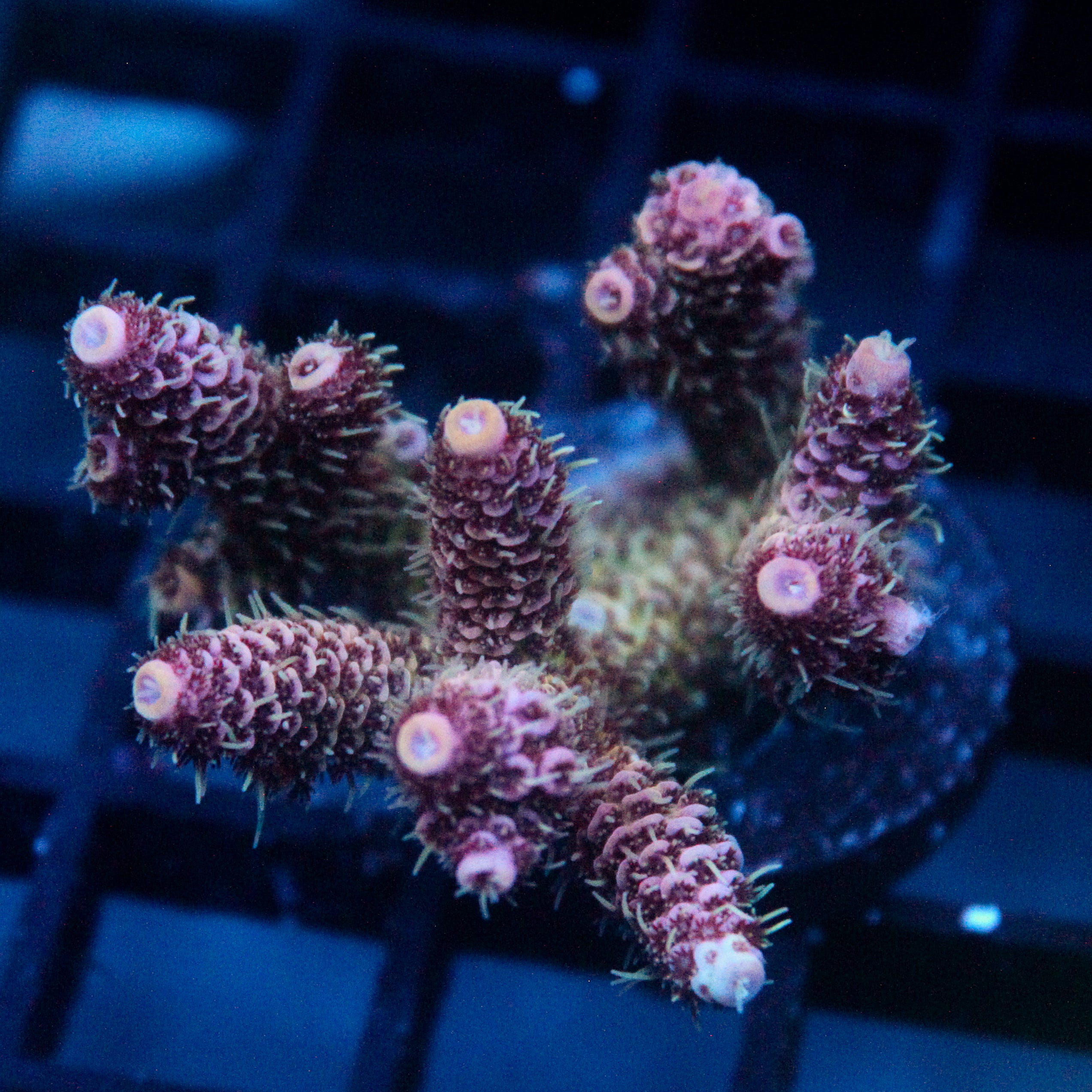 JC Greed Creep Acro