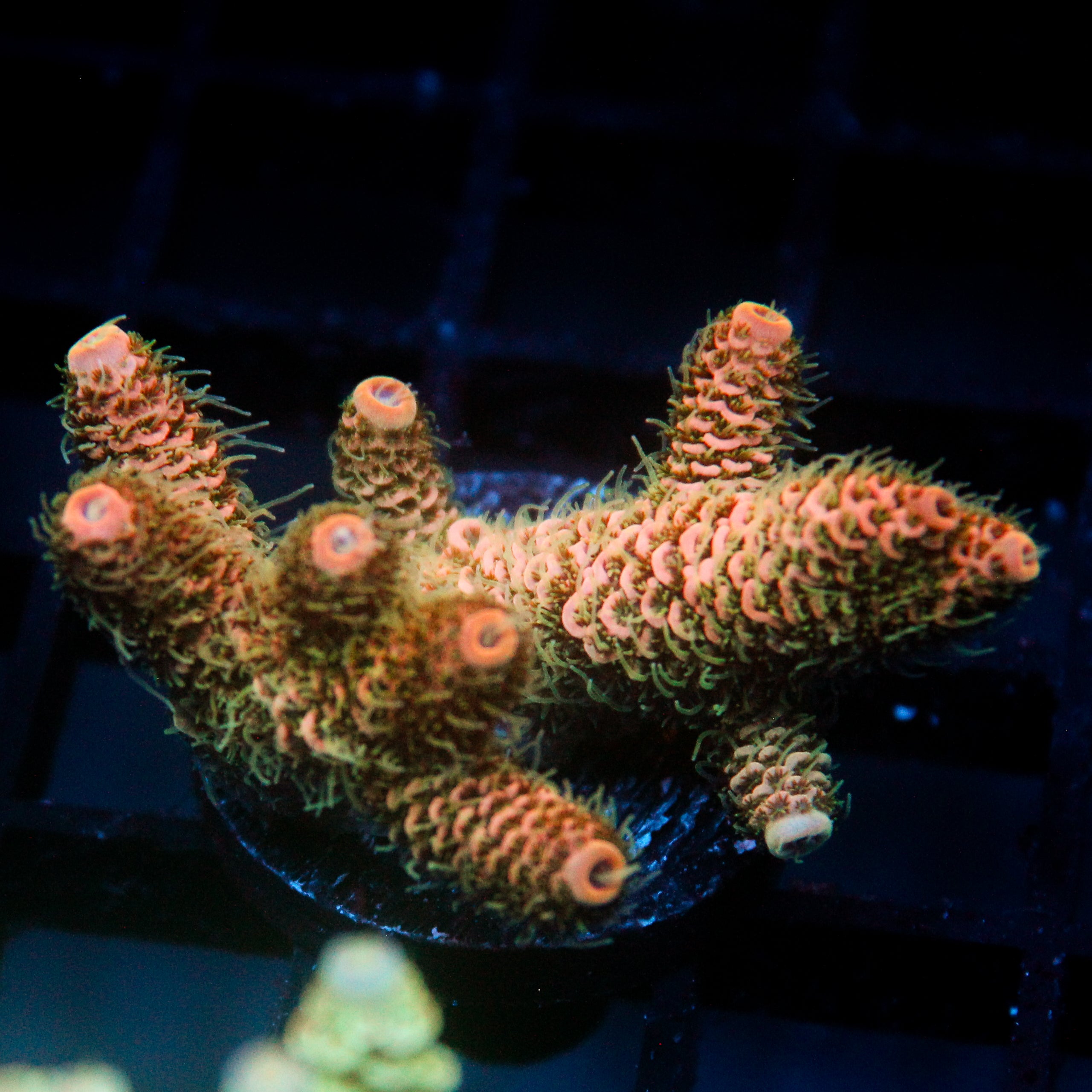 JC Orange Cooler Acro