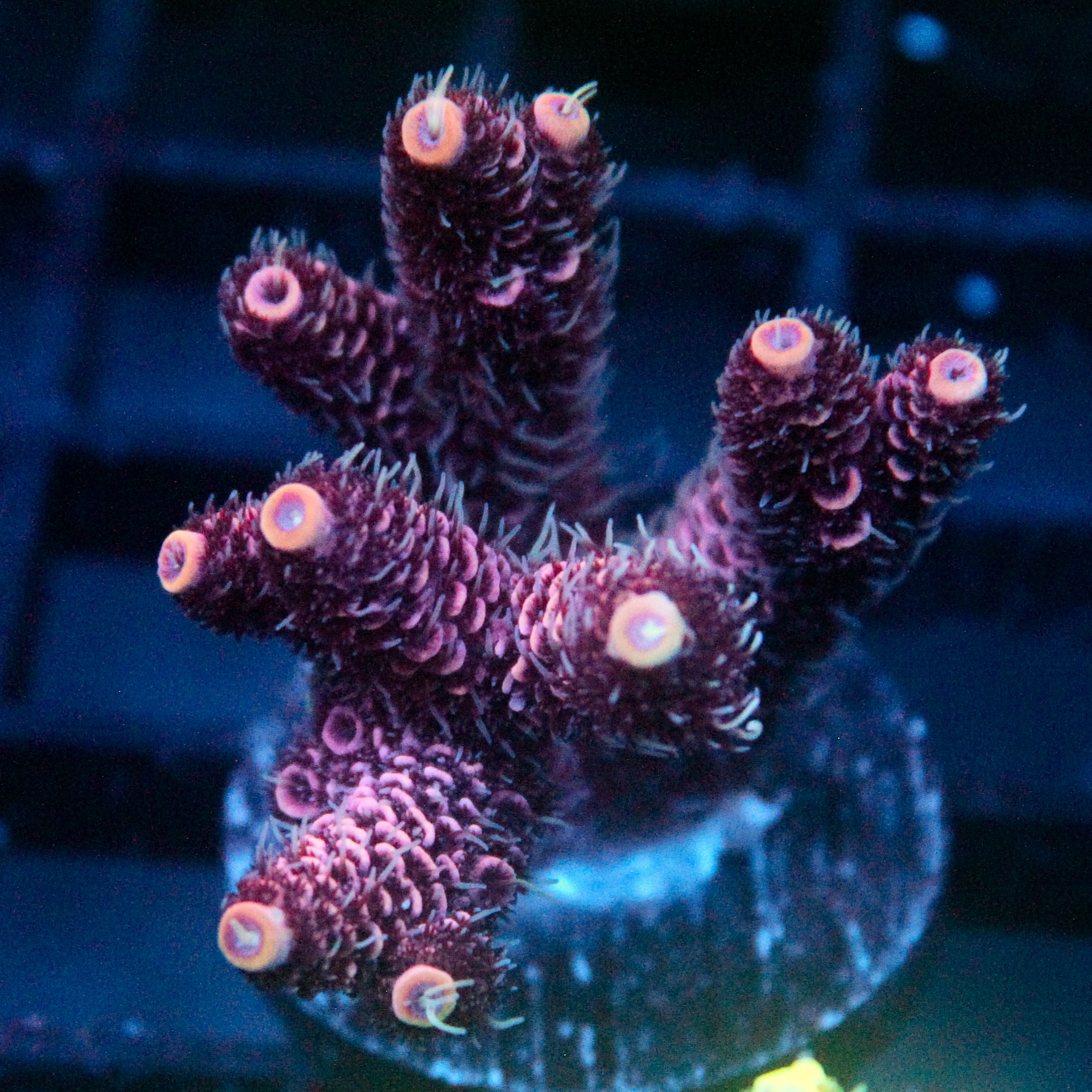 JC Hyacinth Acro