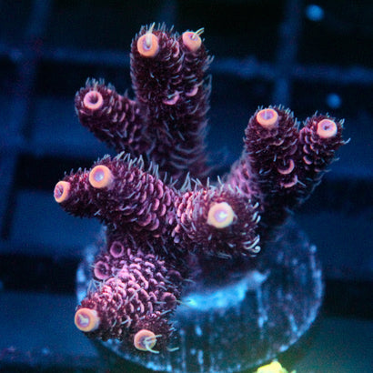 JC Hyacinth Acro