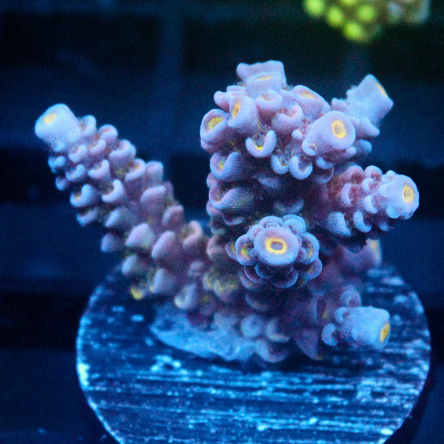 JC Blue Demon Acro