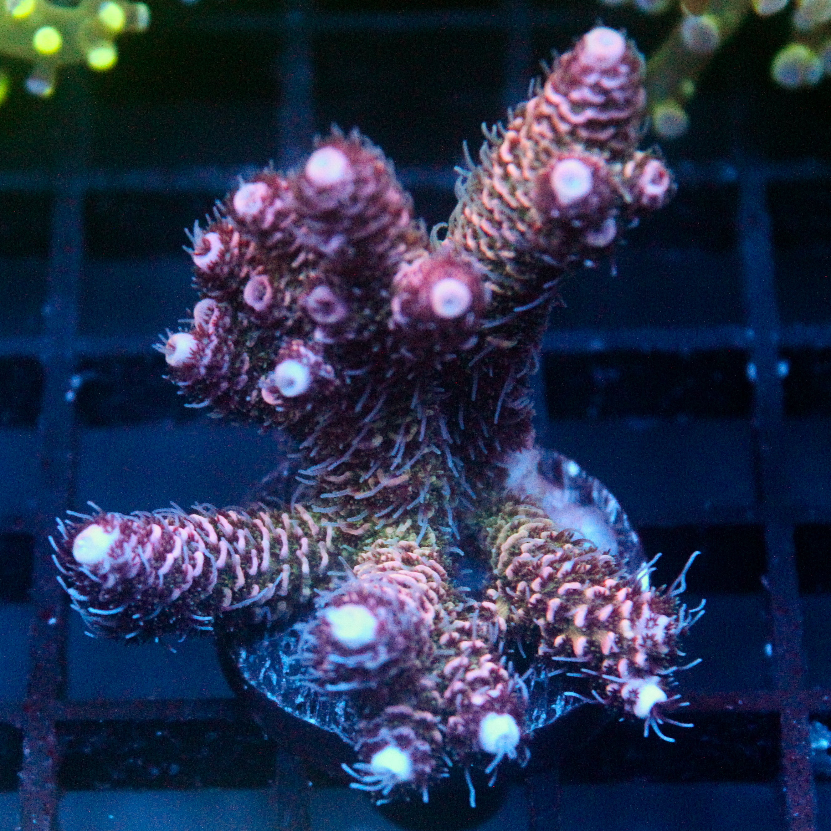 JC Stella Acro