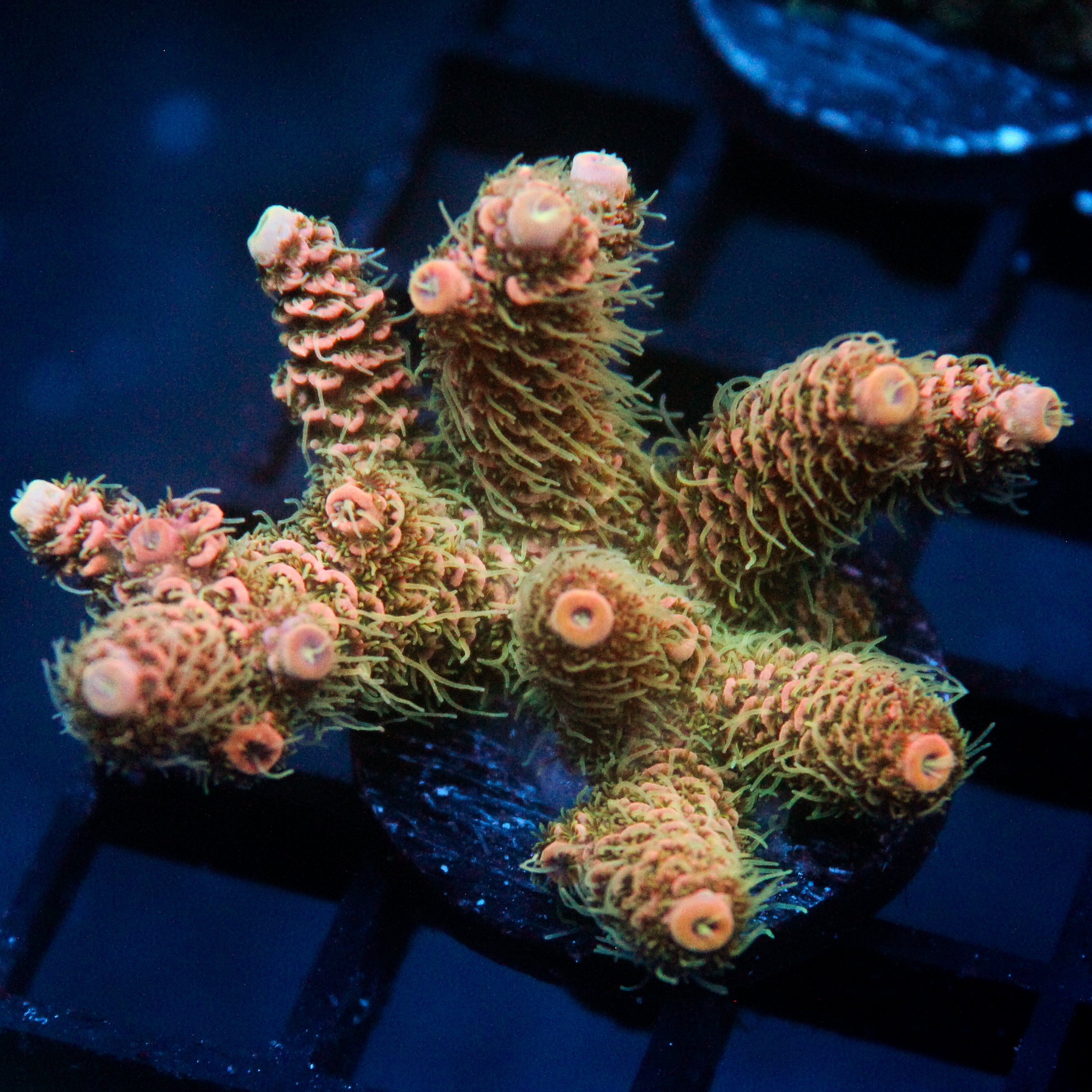 JC Orange cooler Acro