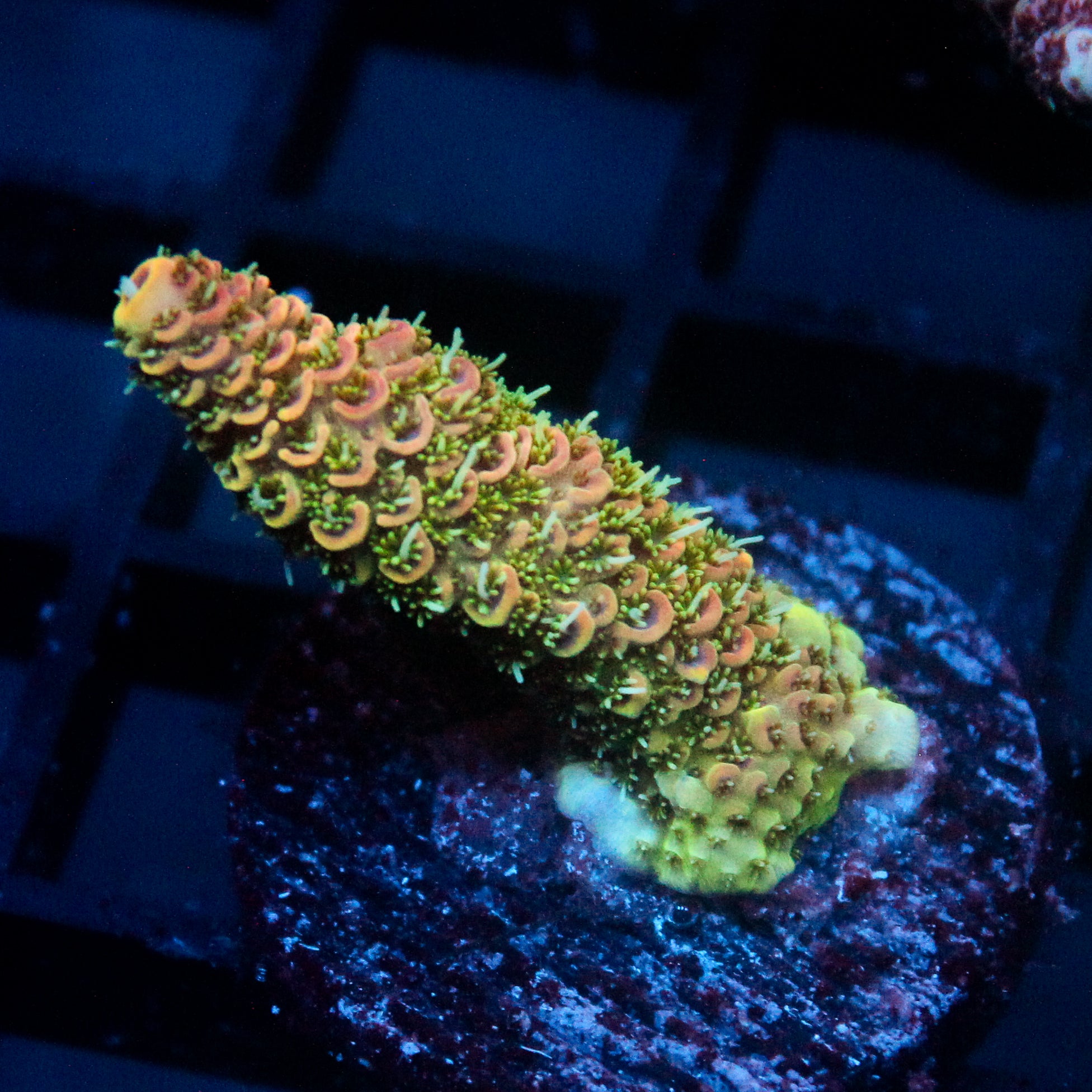 JC Fingerling Acro