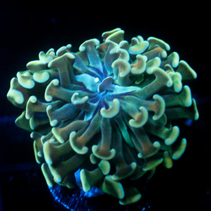 JC Sea Prism Hammer