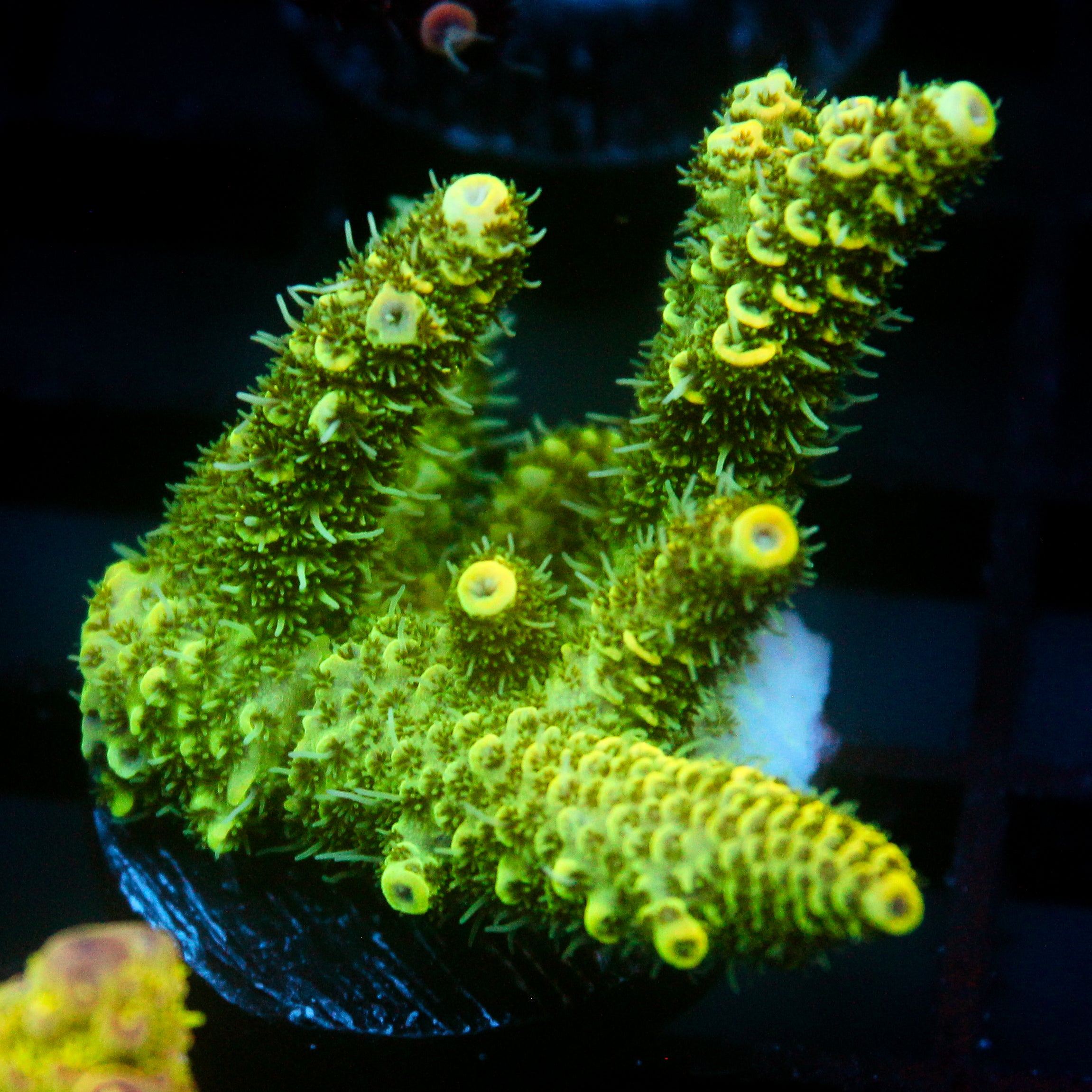 JC Tropical Fever Acro