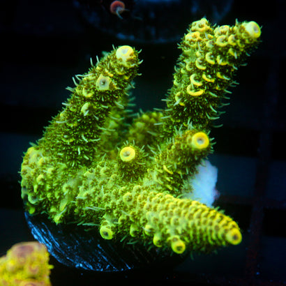 JC Tropical Fever Acro
