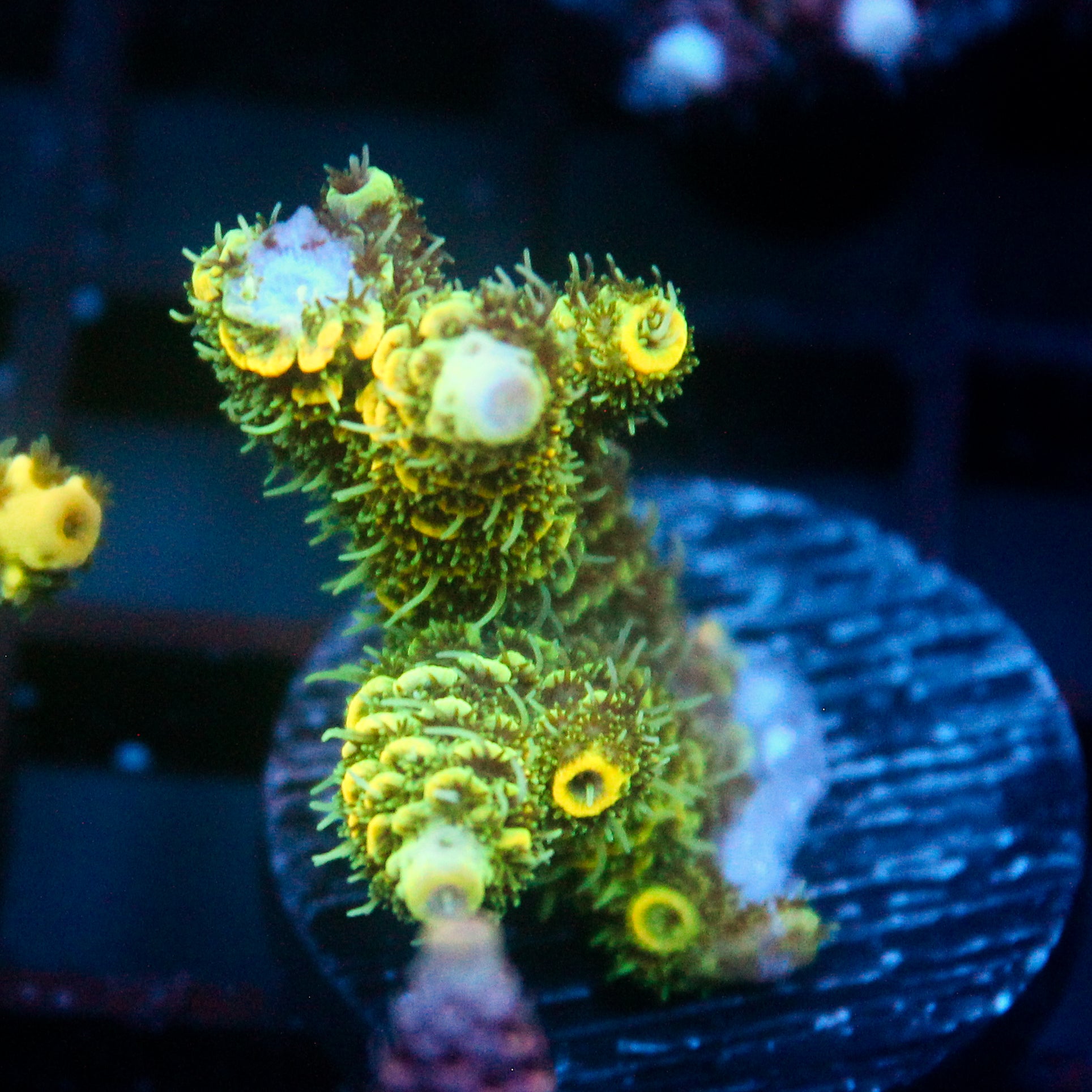 JC Tropical Fever Acro
