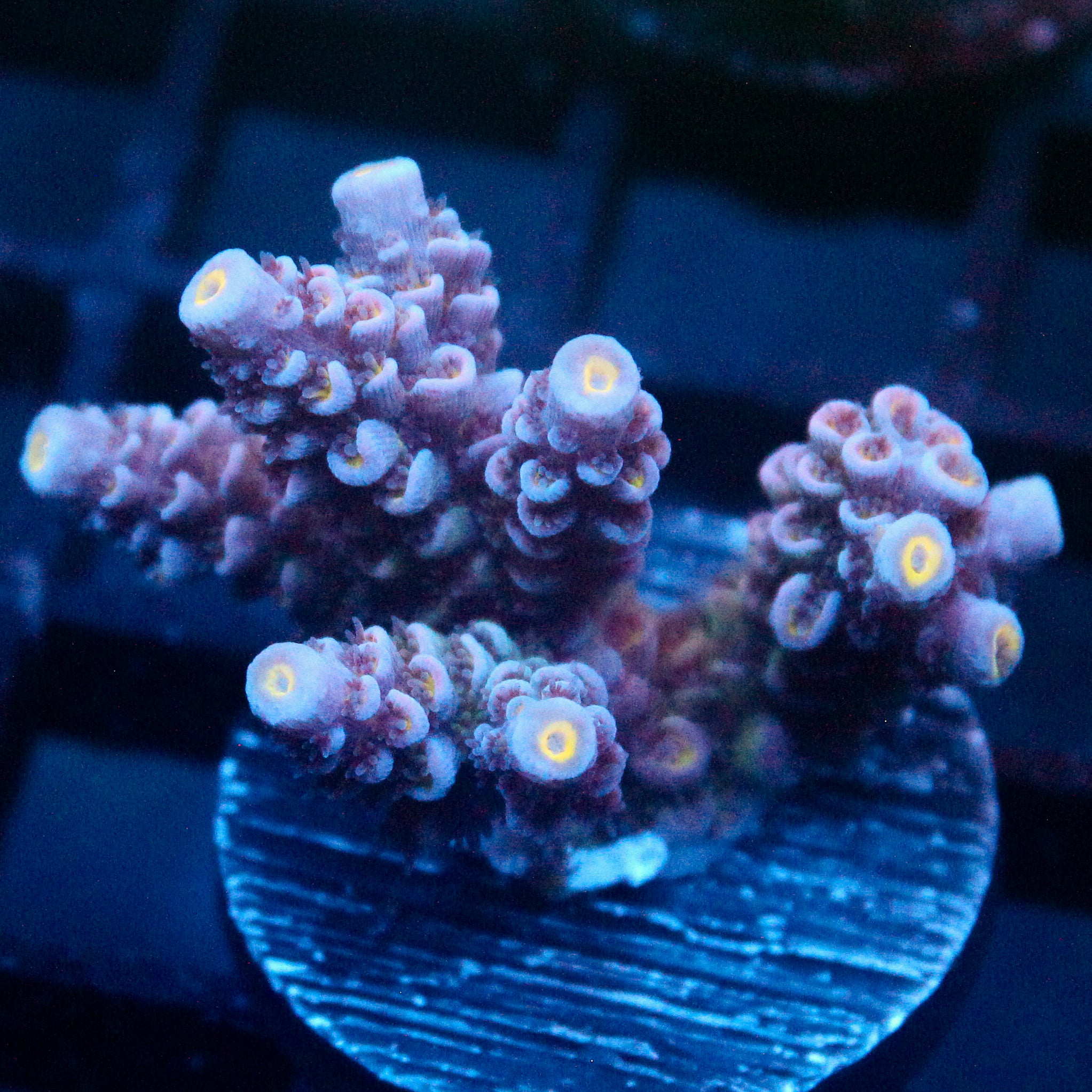 JC Blue Demon Acro