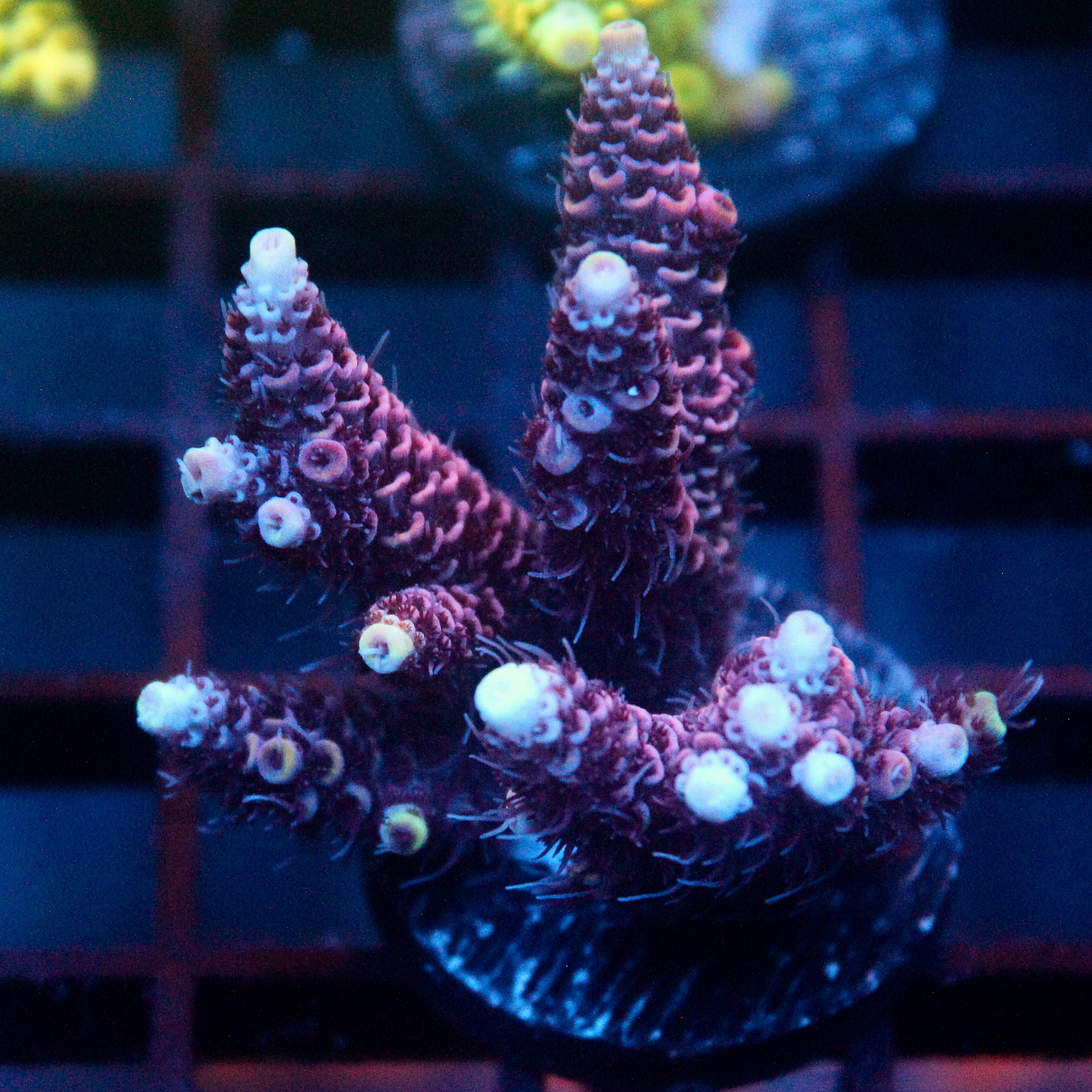 JC Princess Acro