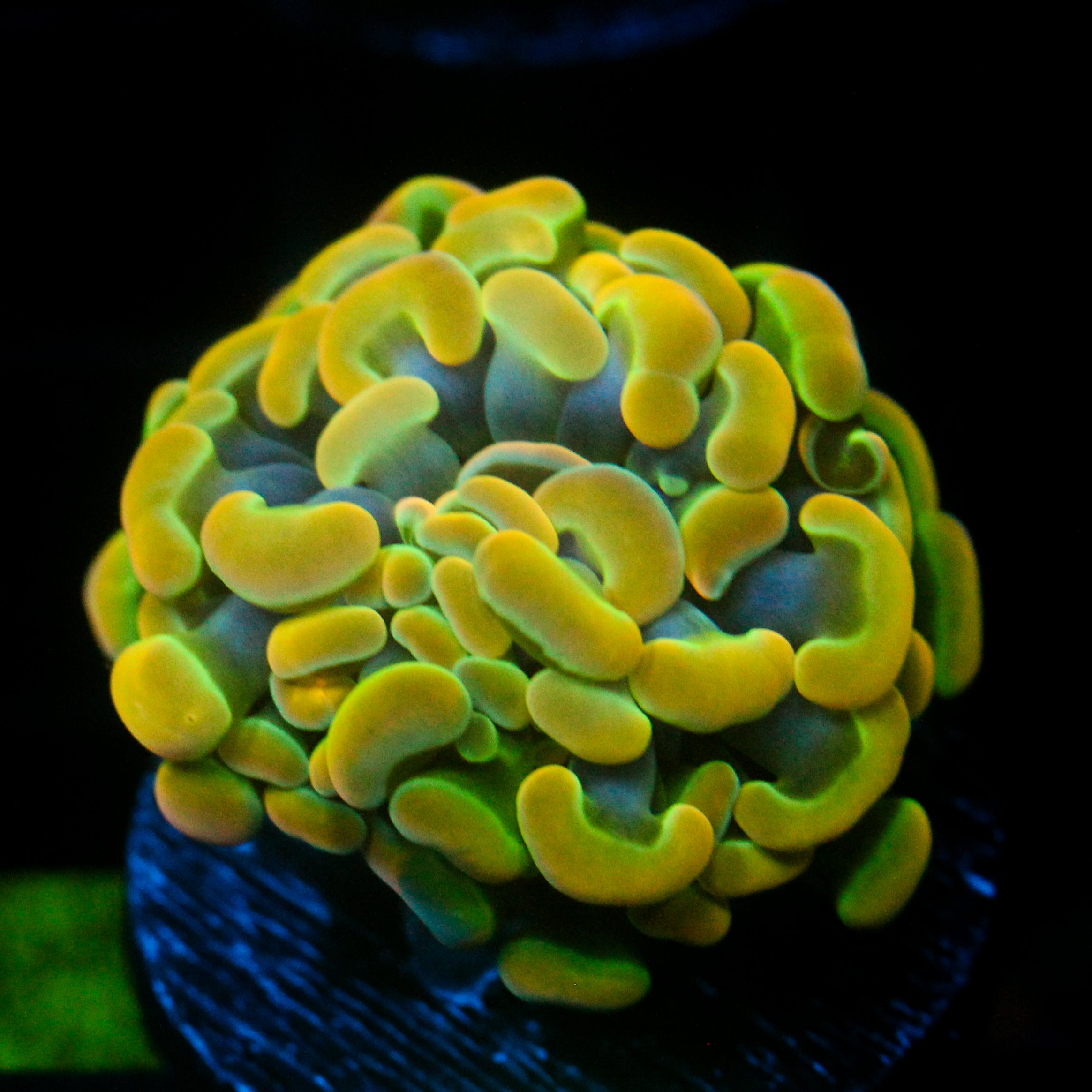 JC Rainbow Gold Hammer