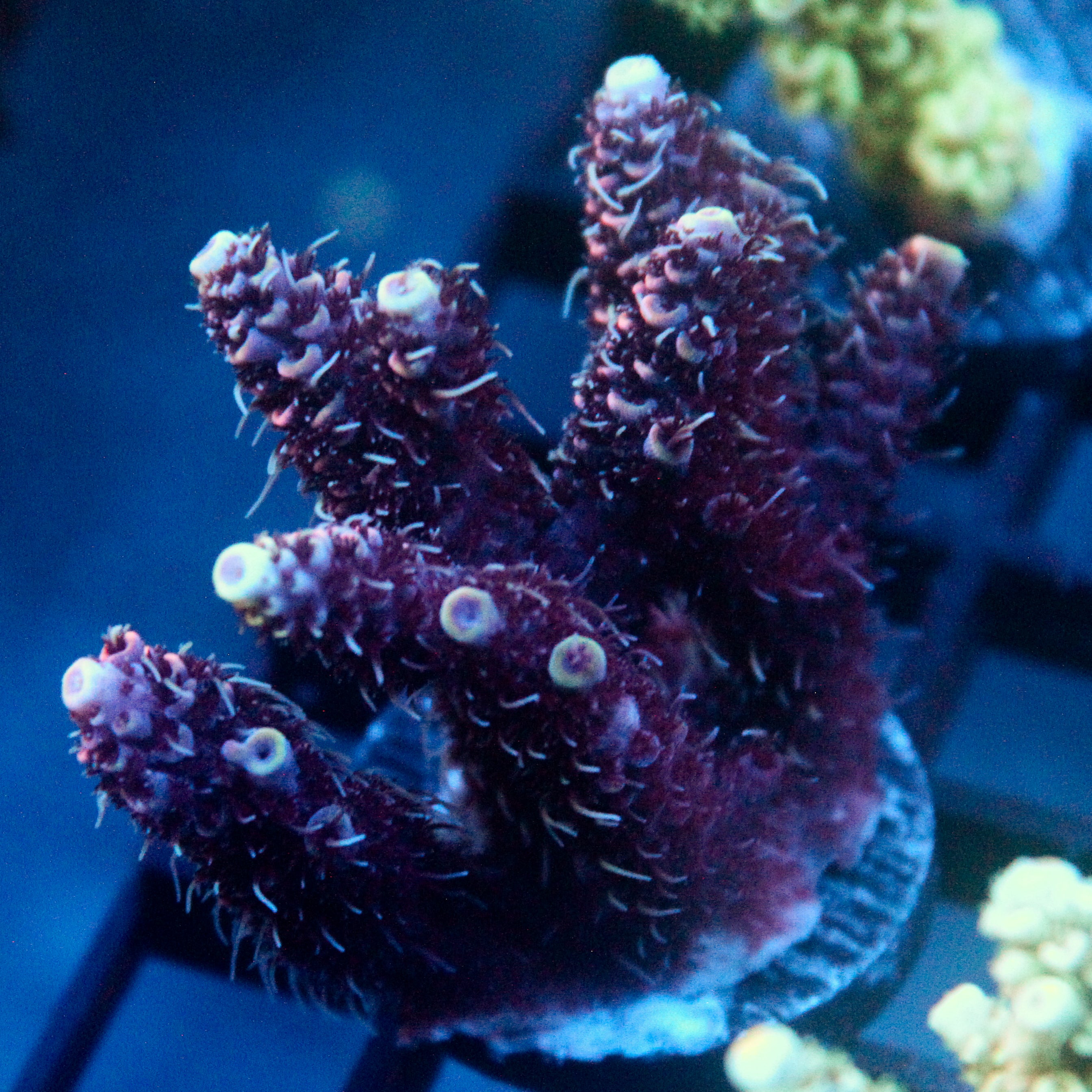JC Purple Flux Acro