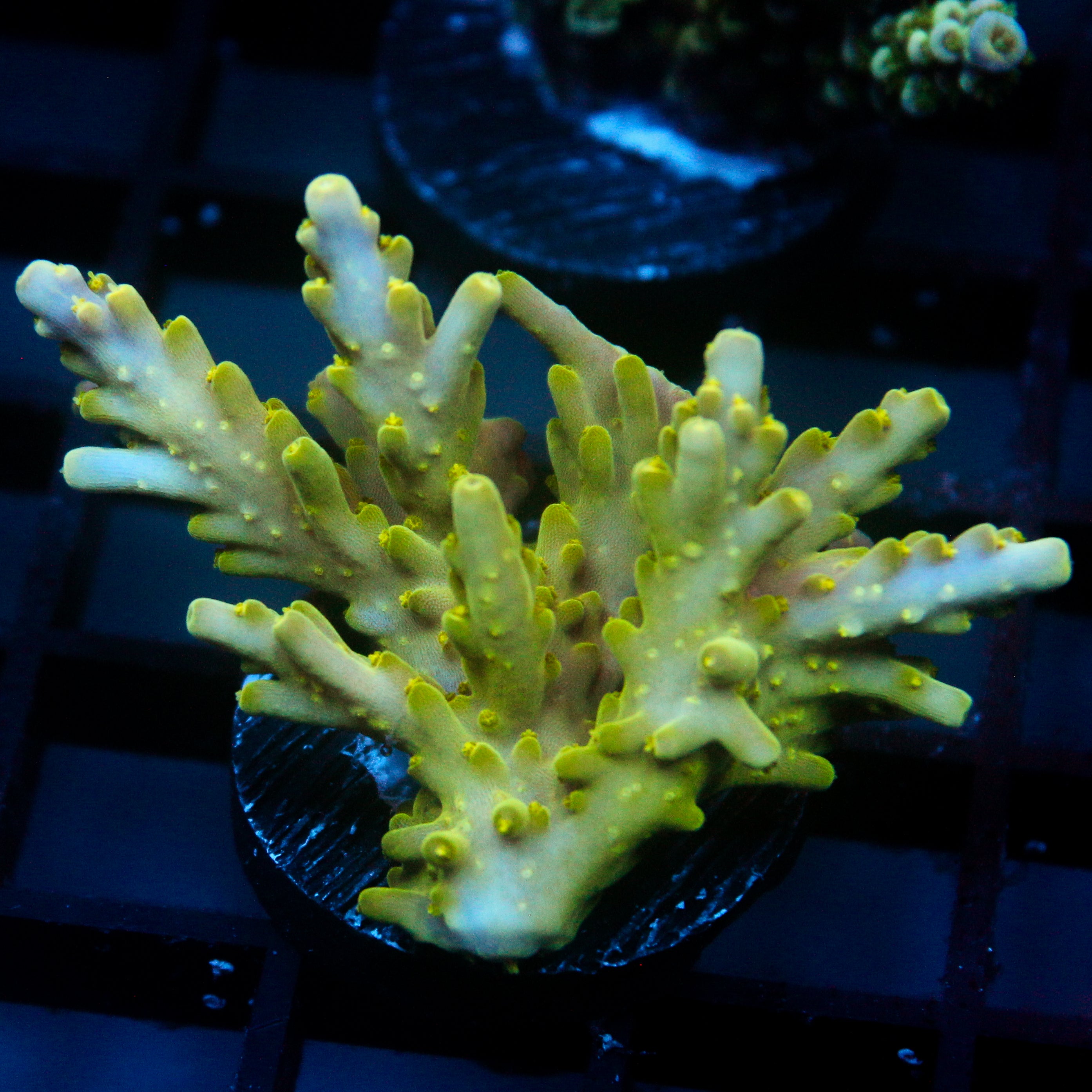 JC Frog Strike Acro