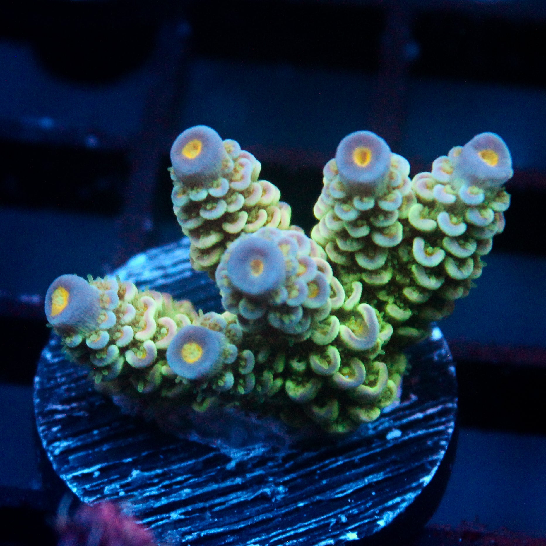 JC Green Demon Acro