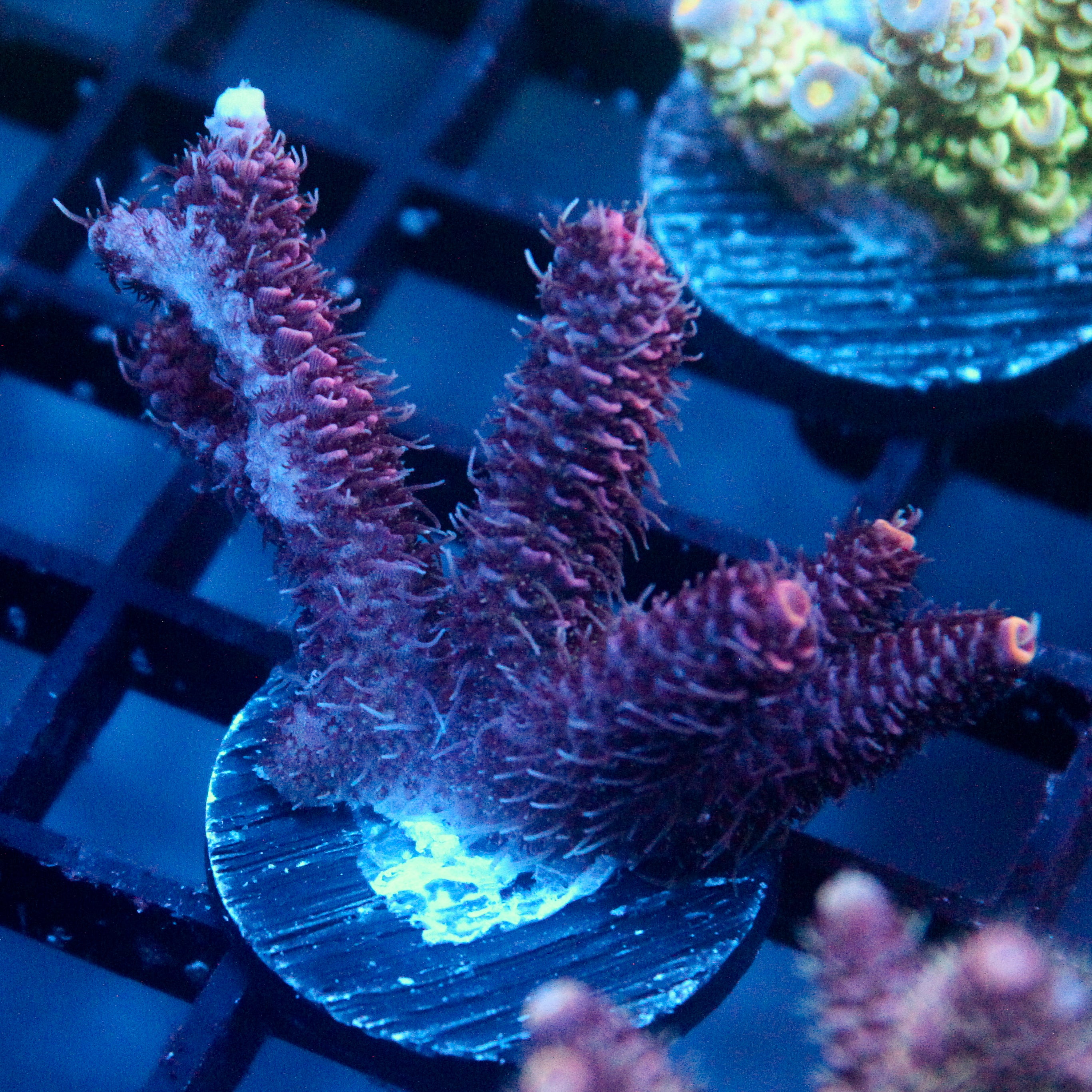 JC Purple Flux Acro