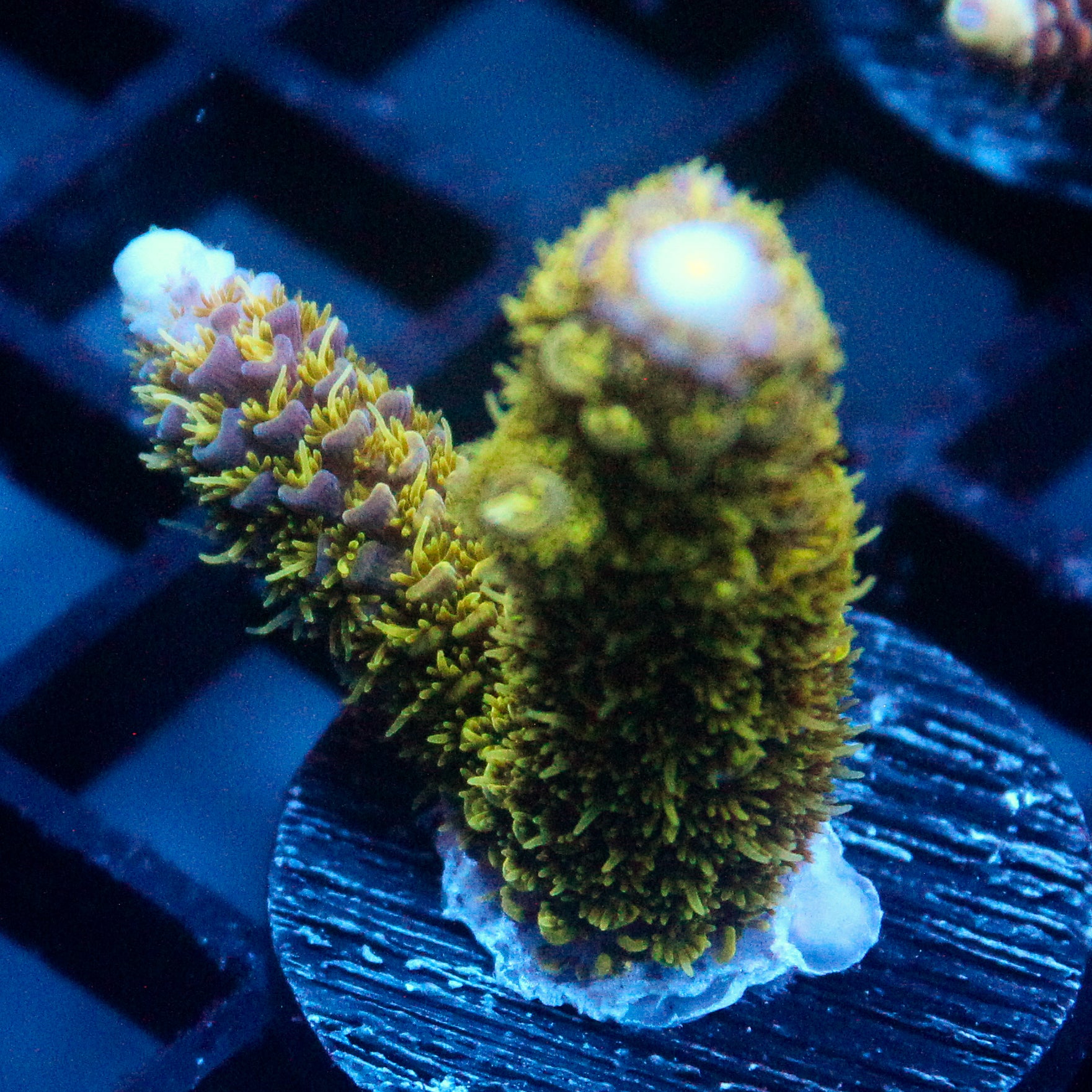 JC Abominable Acro