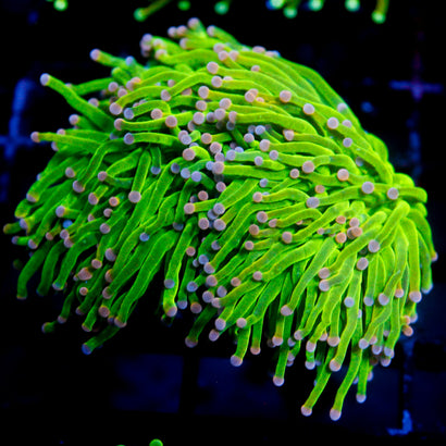 JC Cotton Candy Mini Colony