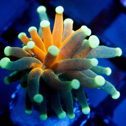 Sinister Teal Tiger Torch