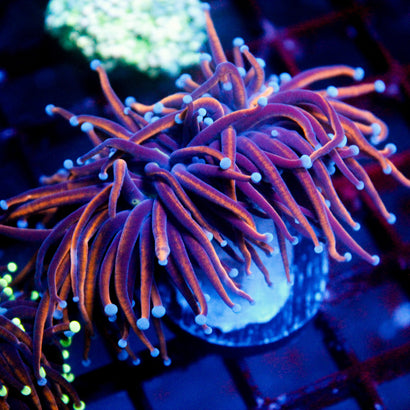 JC Blazin' Gold 2 Heads