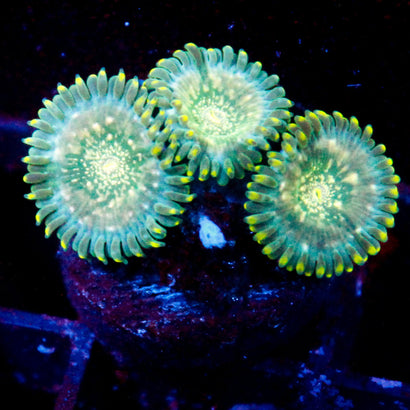 JC Utter Blue Razz Zoanthid