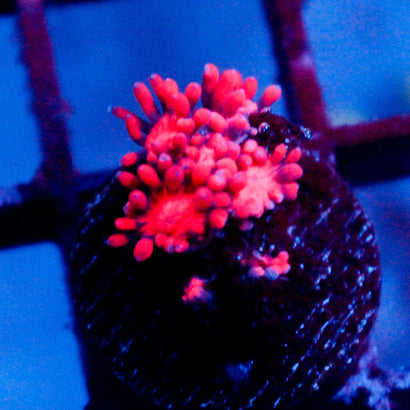 JC Red Rain Goni