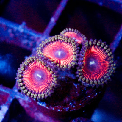 JC Red People Eater Zoanthid