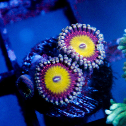 JC Hypnotoad Zoanthid