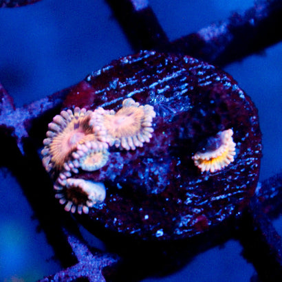 JC Blue Seam Zoanthid