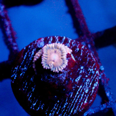 JC Pink Seam Zoanthid