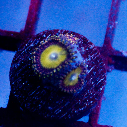 JC Hypnotoad Zoanthid