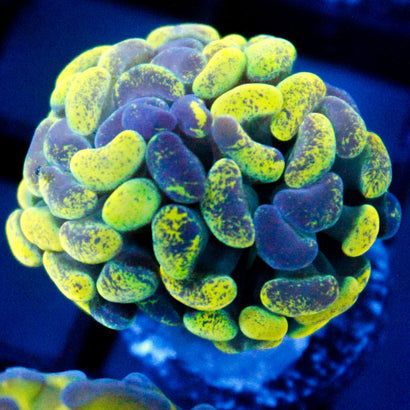 JC Yellow Splatter Hammer