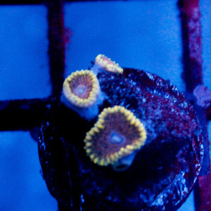 JC Mesosphere Zoanthid