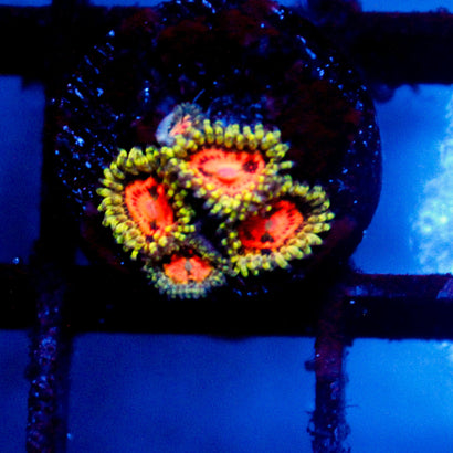 JC Rainbow Incinerator Zoanthid