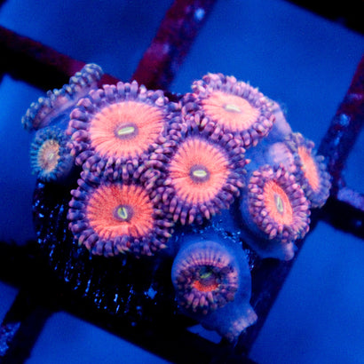 JC Amber Bliss Zoanthid