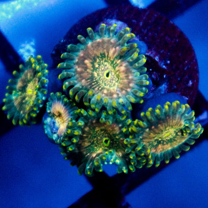 JC Utter Blue Razz Zoanthid