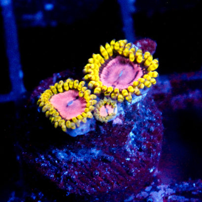 JC Purple Monster Zoanthid