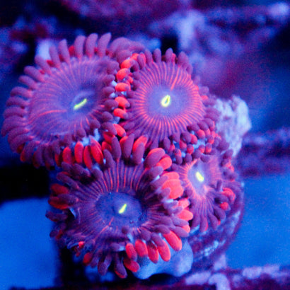 JC Utter Bliss Zoanthid