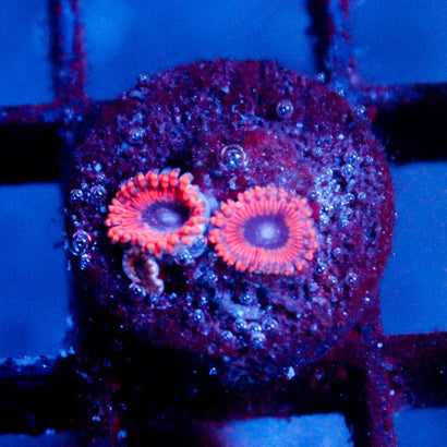 JC Typhloshion Zoanthid
