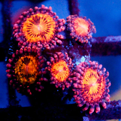 JC Speckled Kraze Zoanthid