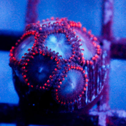 JC Molten Sulfer Zoanthid