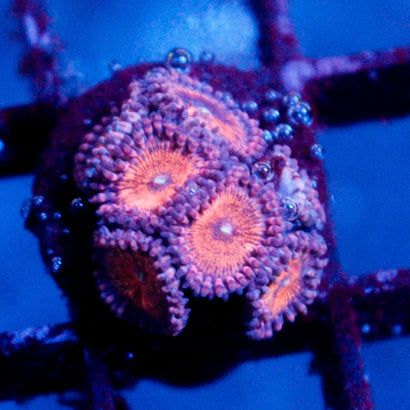 JC Amber Bliss Zoanthid Mini Colony