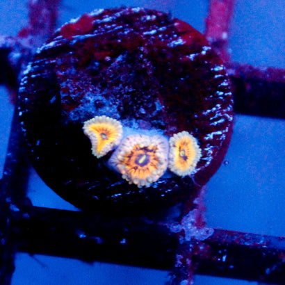 JC Golden Dreams Zoanthid