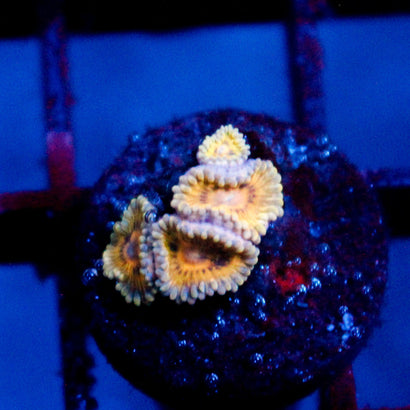 JC Lemonade Zoanthid