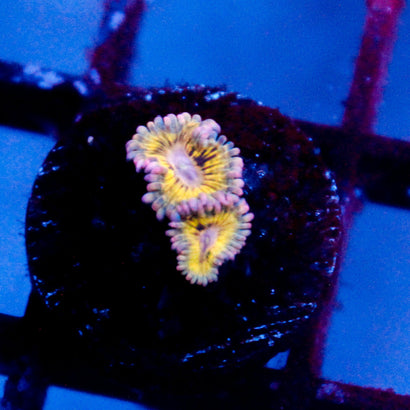 JC Stratocaster Zoanthid