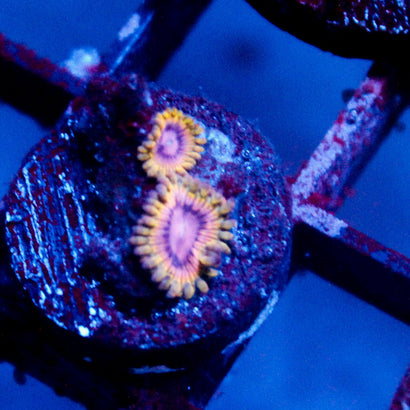 JC Neptunes Bounty Zoanthid