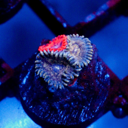 JC Mix and Match Zoanthid