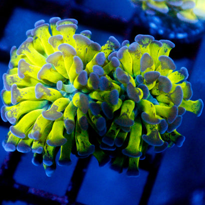 JC Bright One 2 Heads