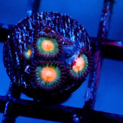JC Peach Bellini Zoanthid