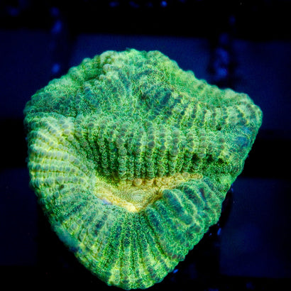 JC Neon Green Favia